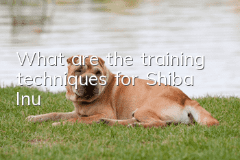 What are the training techniques for Shiba Inu?