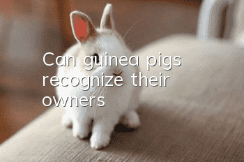 Can guinea pigs recognize their owners?