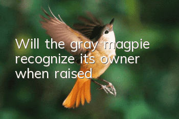 Will the gray magpie recognize its owner when raised?