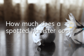 How much does a spotted hamster cost?