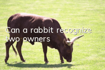 Can a rabbit recognize two owners?