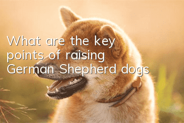 What are the key points of raising German Shepherd dogs?