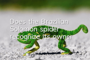 Does the Brazilian Solomon spider recognize its owner?