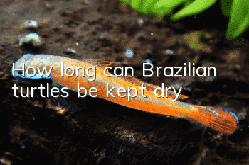 How long can Brazilian turtles be kept dry?