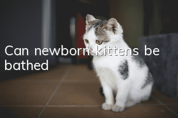 Can newborn kittens be bathed?