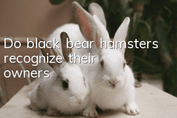 Do black bear hamsters recognize their owners?