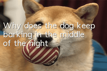 Why does the dog keep barking in the middle of the night?