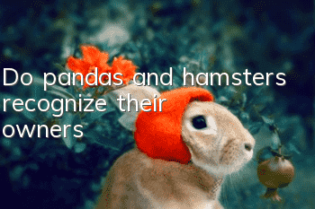 Do pandas and hamsters recognize their owners?