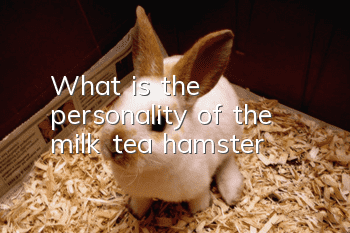 What is the personality of the milk tea hamster?