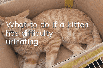 What to do if a kitten has difficulty urinating