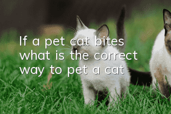 If a pet cat bites, what is the correct way to pet a cat?