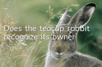 Does the teacup rabbit recognize its owner?