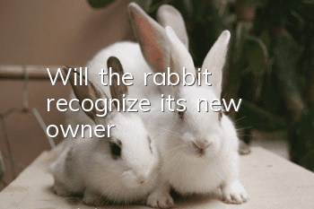 Will the rabbit recognize its new owner?