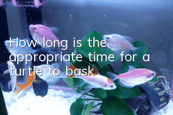 How long is the appropriate time for a turtle to bask?