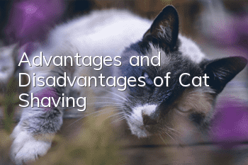 Advantages and Disadvantages of Cat Shaving