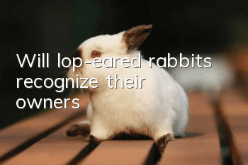 Will lop-eared rabbits recognize their owners?