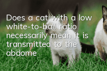 Does a cat with a low white-to-ball ratio necessarily mean it is transmitted to the abdomen?