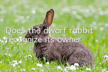 Does the dwarf rabbit recognize its owner?