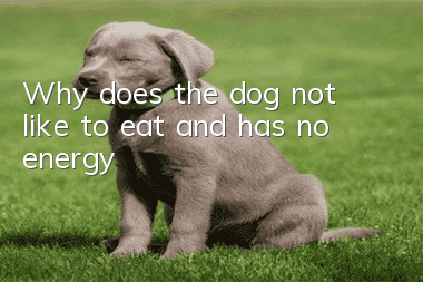 Why does the dog not like to eat and has no energy?