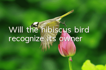 Will the hibiscus bird recognize its owner?