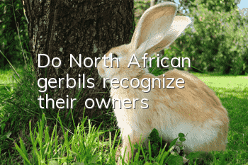 Do North African gerbils recognize their owners?