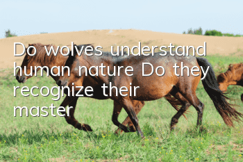 Do wolves understand human nature? Do they recognize their master?