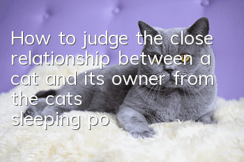 How to judge the close relationship between a cat and its owner from the cat's sleeping posture?