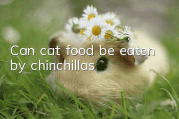 Can cat food be eaten by chinchillas?