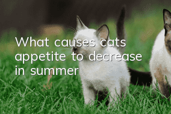 What causes cats’ appetite to decrease in summer?