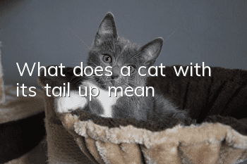 What does a cat with its tail up mean?