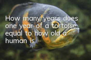 How many years does one year of a tortoise equal to how old a human is?