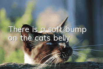 There is a soft bump on the cat’s belly