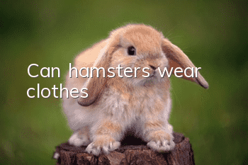 Can hamsters wear clothes?