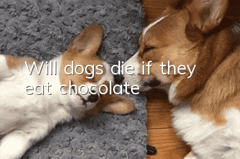 Will dogs die if they eat chocolate?