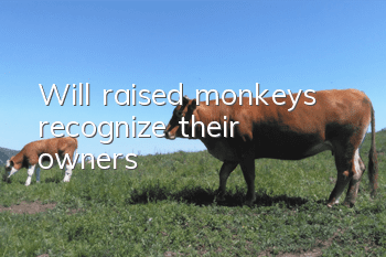 Will raised monkeys recognize their owners?