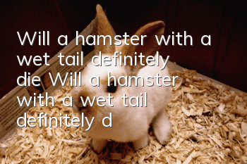 Will a hamster with a wet tail definitely die? Will a hamster with a wet tail definitely die?