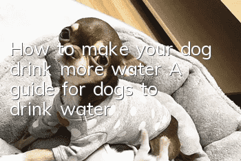 How to make your dog drink more water? A guide for dogs to drink water!