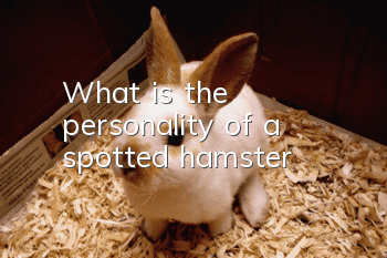 What is the personality of a spotted hamster?