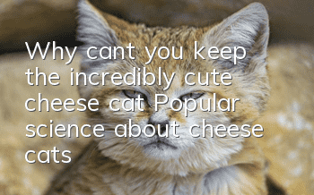 Why can’t you keep the incredibly cute cheese cat? Popular science about cheese cats!