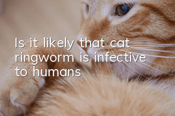 Is it likely that cat ringworm is infective to humans?