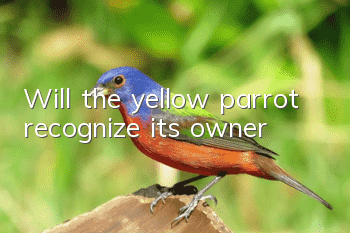 Will the yellow parrot recognize its owner?