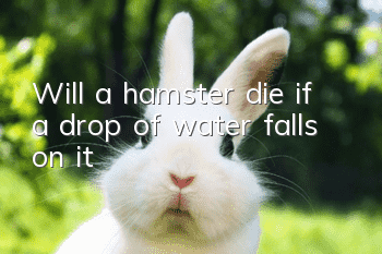 Will a hamster die if a drop of water falls on it?