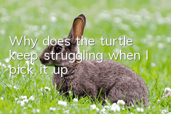 Why does the turtle keep struggling when I pick it up?