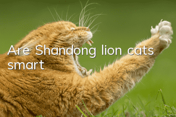 Are Shandong lion cats smart?