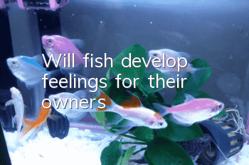 Will fish develop feelings for their owners?