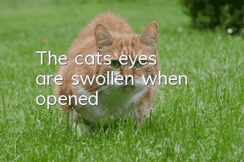 The cat's eyes are swollen when opened