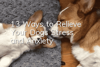 13 Ways to Relieve Your Dog’s Stress and Anxiety