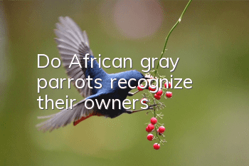 Do African gray parrots recognize their owners?