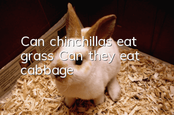 Can chinchillas eat grass? Can they eat cabbage?