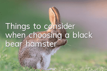 Things to consider when choosing a black bear hamster